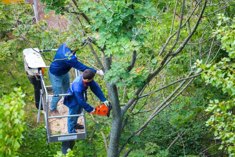 League City Tree Service