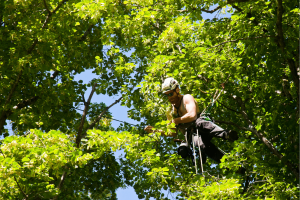 Shrub Trimming Service