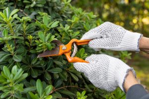 tree trimming in Texas