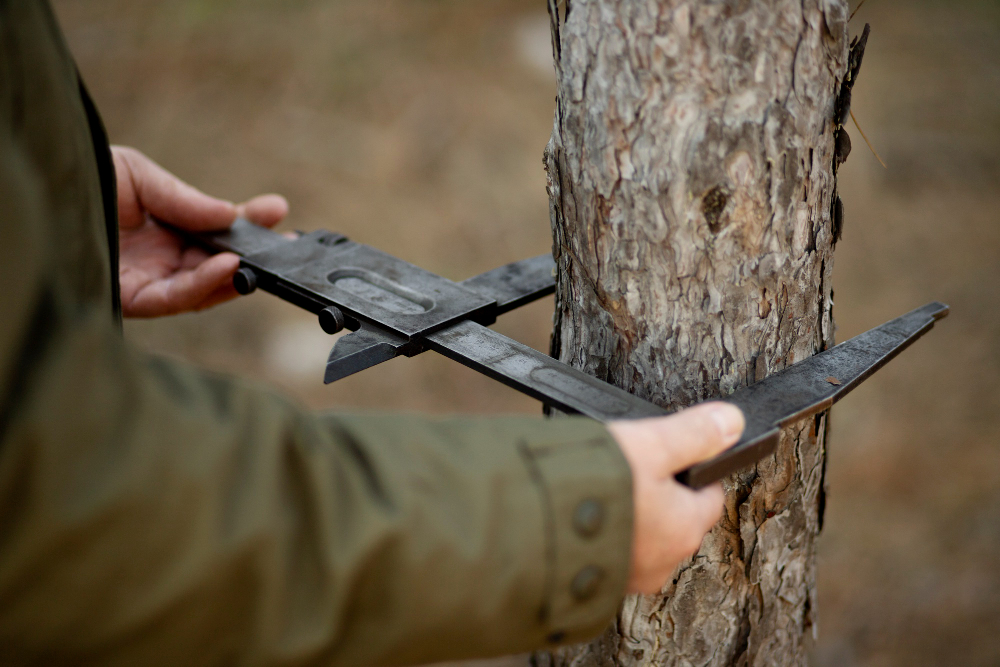 Expert Licensed Tree Removal