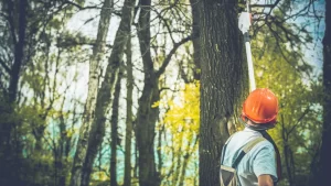 Tree Trimming in League City