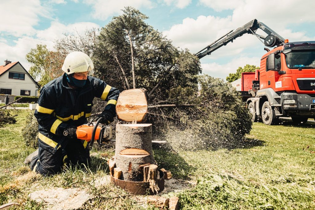 Tree Root Removal Service 