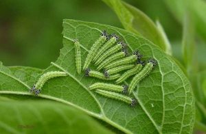 Caterpillars Hanging From Trees