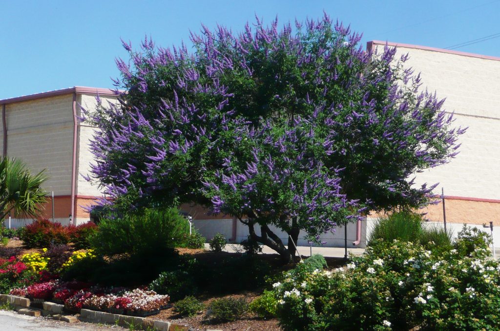 Texas native trees and shrubs