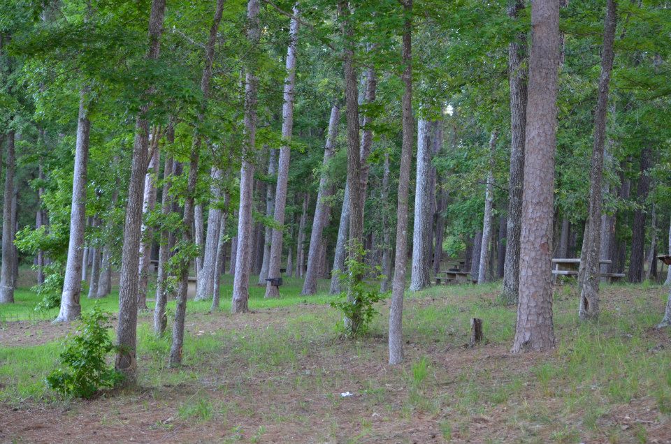 climate in the piney woods