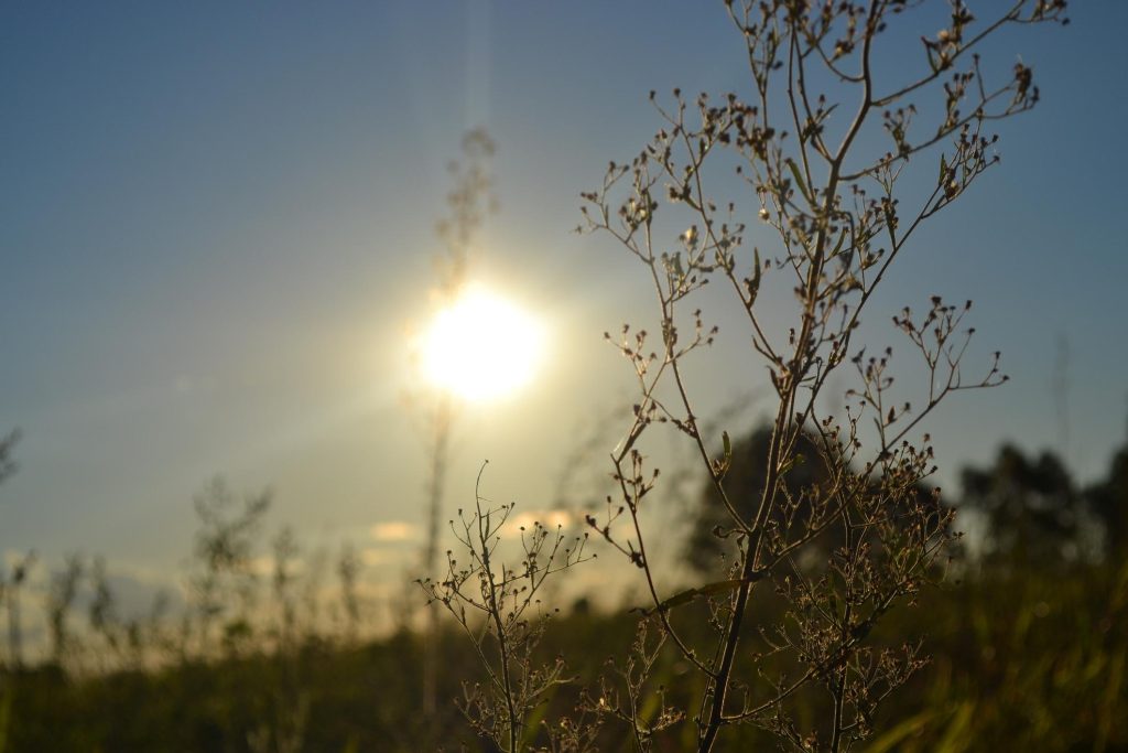 climate in the piney woods