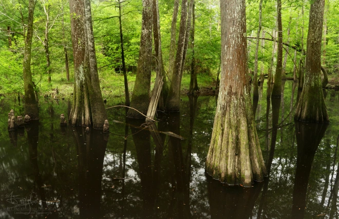  climate in the piney woods