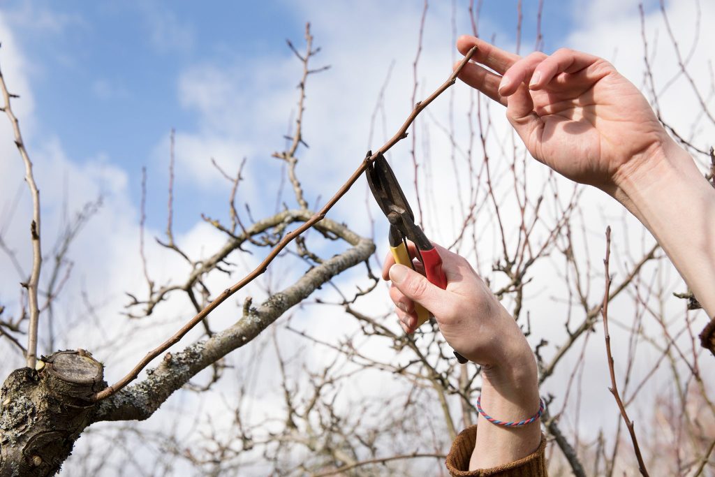 When to trim a pear tree