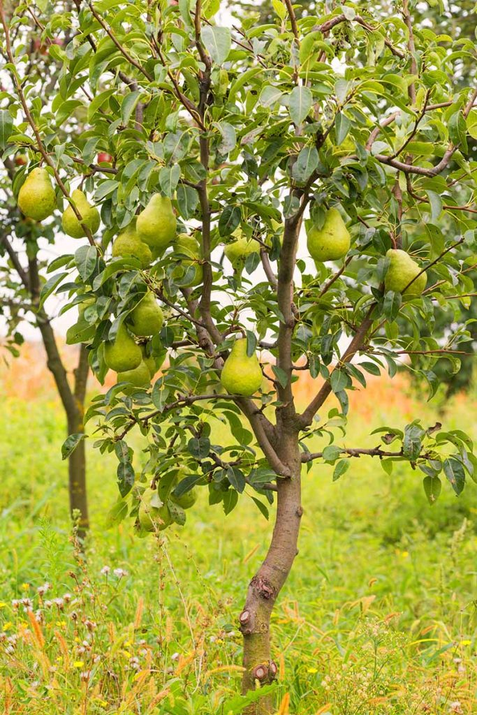 When to trim a pear tree