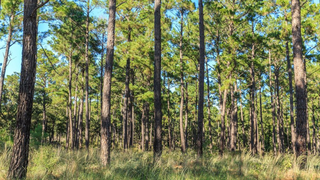 climate in the piney woods