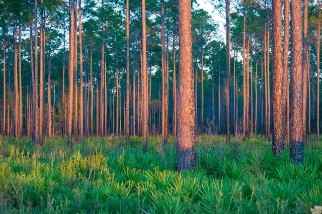 climate in the piney woods