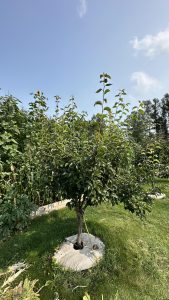 When to trim a pear tree