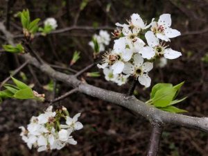 prune a flowering pear tree