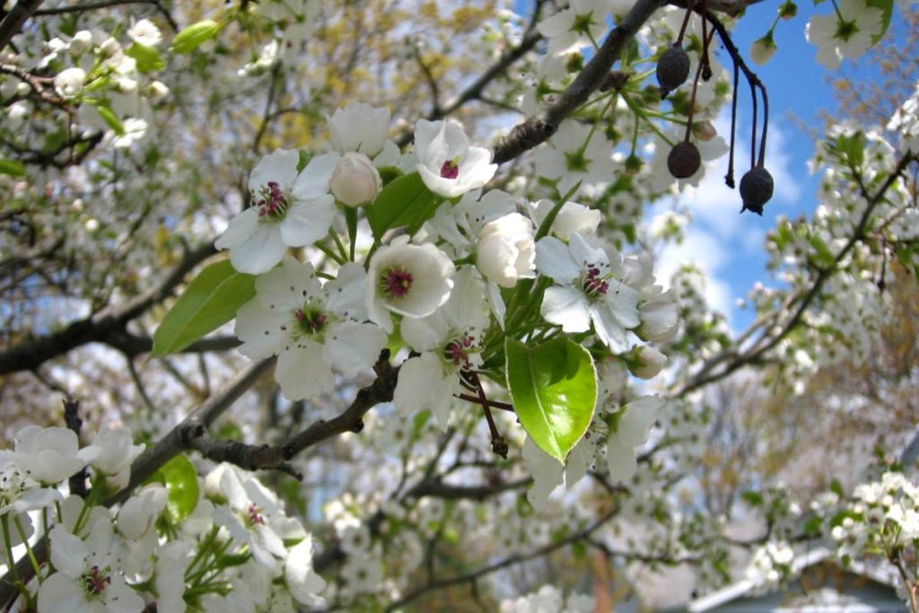 prune a flowering pear tree