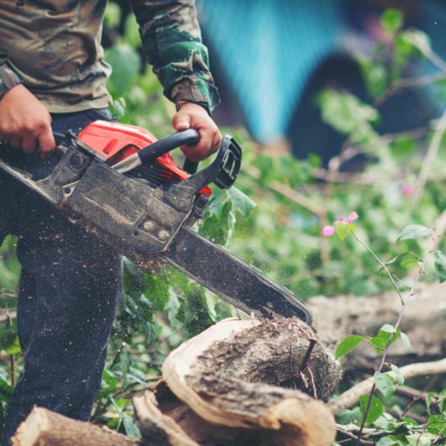 asian-man-cutting-trees-using-electrical-chainsaw